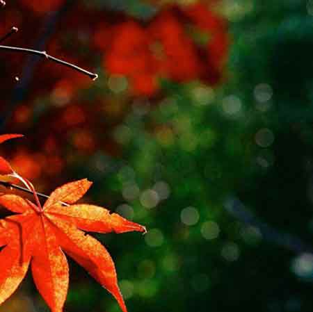 دانلود آهنگ مادر محمد اکرام